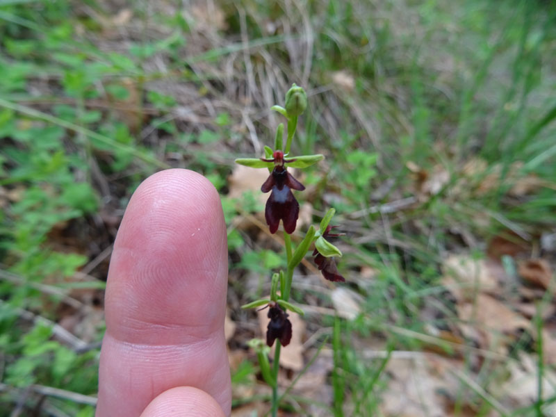 Lusus ? aberrazione ?....lusus di Ophrys insectifera